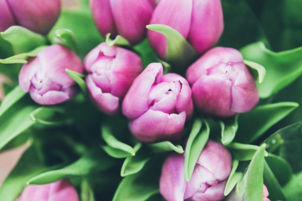 shallow focus photo of purple flowers