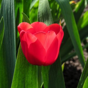 red tulip in bloom during daytime